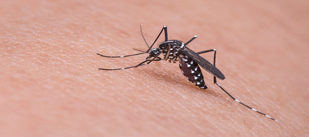 Mosquito
