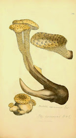mutant mushroom Polyporus squamosus  James Sowerby, English Fungi or Mushrooms (1797)