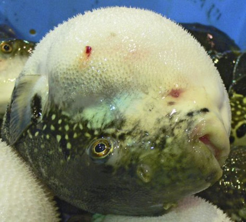 fugu submarine for sale fugu submarine for sale