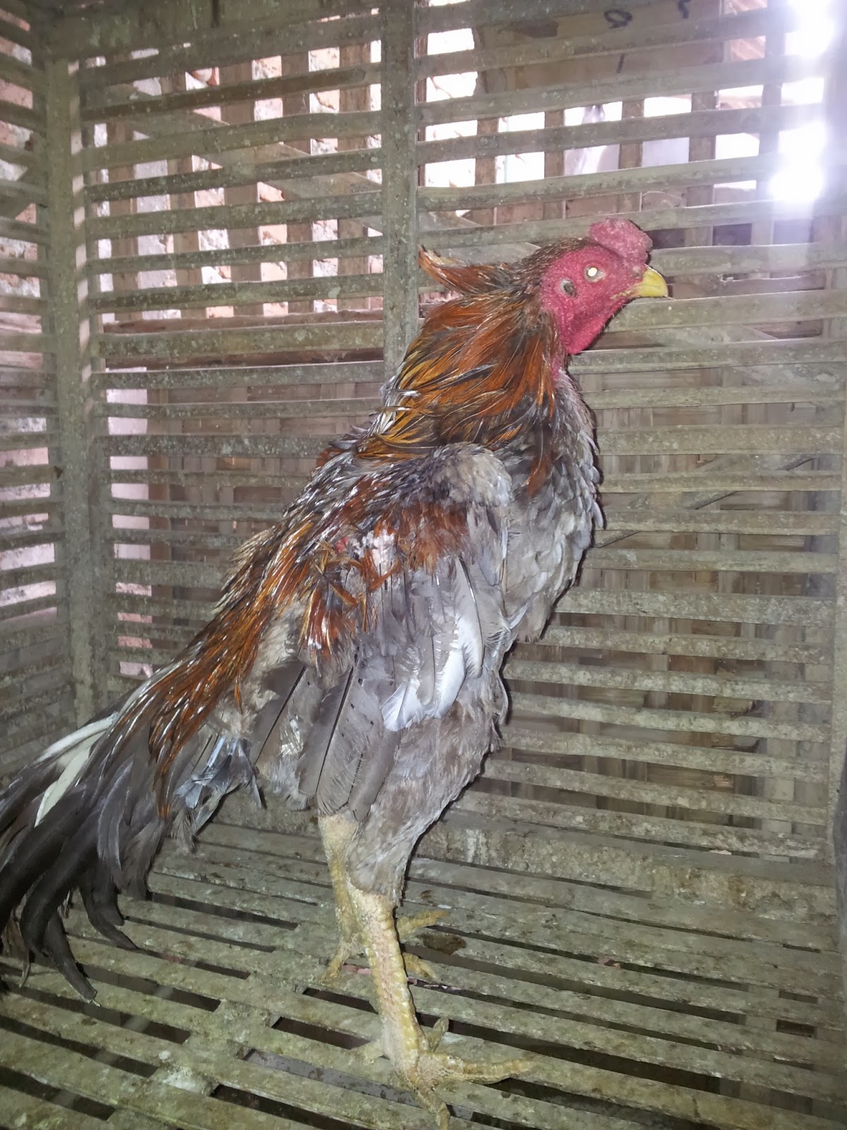 AYAM BANGKOK DUNGUS MADIUN: Oktober 2013