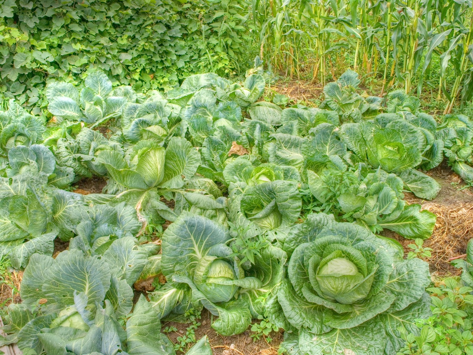 Vegetable Cabbage Tips For Growing Cabbage