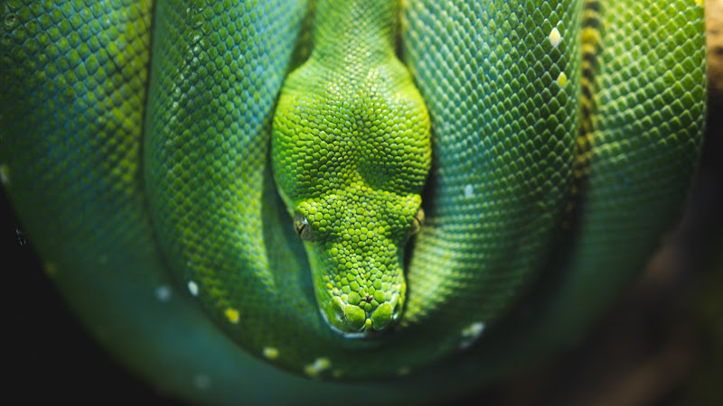Snake Green Tree Python