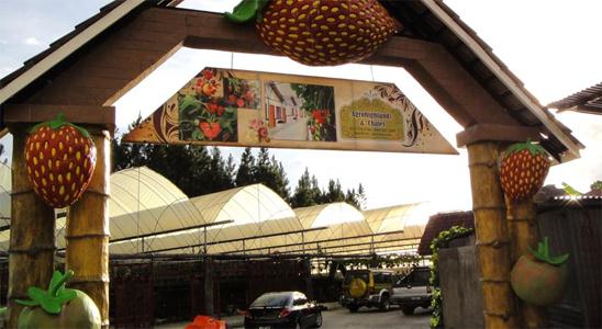 agrohighland and chalet, Agro Highland &amp; Chalet, percutian budget di cameron highland, hotel murah cameron highland, chalet murah cameron highland, chalet dalam ladang strawberry, cheap chalet in strawberry farm, cheap chalet in cameron highland, bunga orkid, orched, flower,