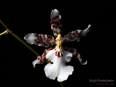 Mini-orquídea Oncidium Speckled Spire 'Snowflake' Mini-orquídea Oncidium Speckled Spire 'Snowflake'