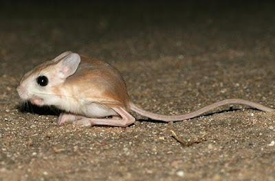 Jerboa - Animals Beginning with letter J Jerboa - Animals Beginning with letter J
