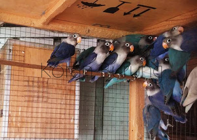Cara Ternak Burung Lovebird - Panduan Lengkap Untuk Pemula Beternak Lovebird mengasyikkan bagi peternak Cara Ternak Burung Lovebird - Panduan Lengkap Untuk Pemula