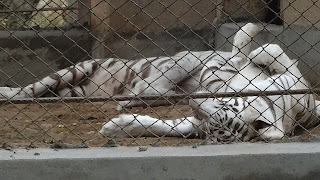 White Tiger AT Maitri Bagh Bhilai