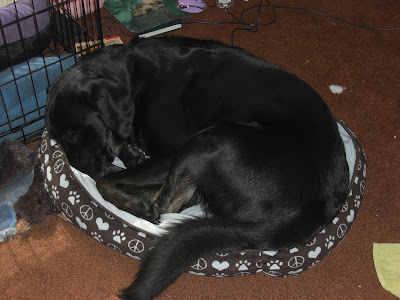Picture of Rudy snuggled up sleeping inside his SMALL dog bed