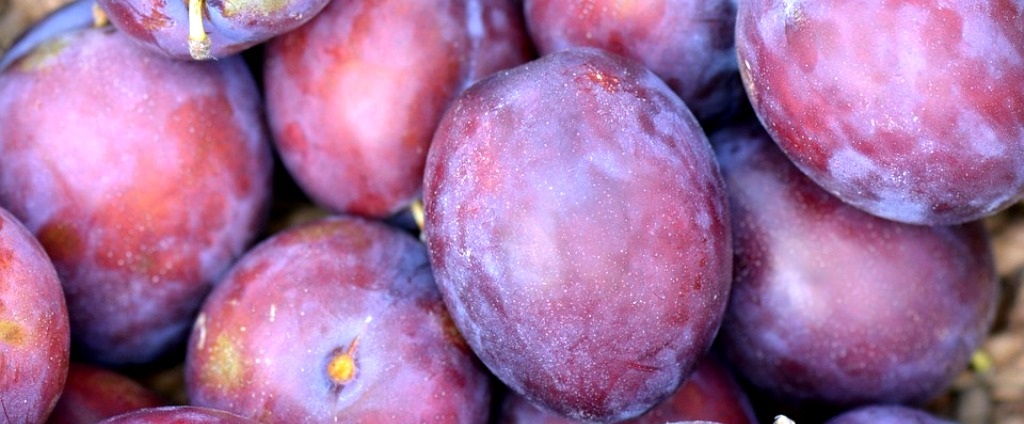 Buah Plum: Manfaat, Khasiat & Efek Sampingnya Buah Plum: Manfaat, Khasiat & Efek Sampingnya