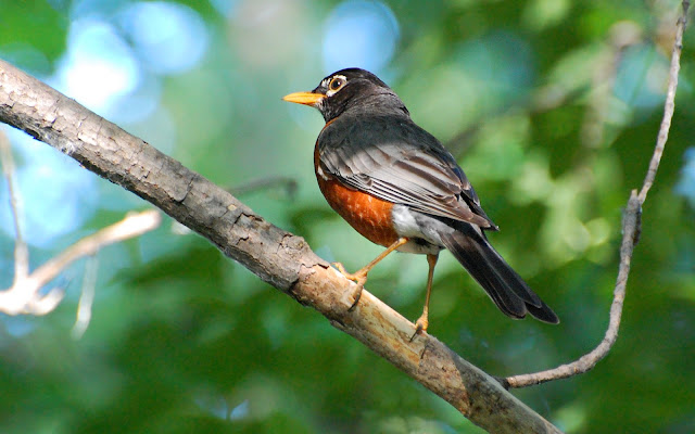 american robin images gallery 
