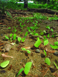 Leaf Cutter Ants photos, leaf cutter ants photography, 