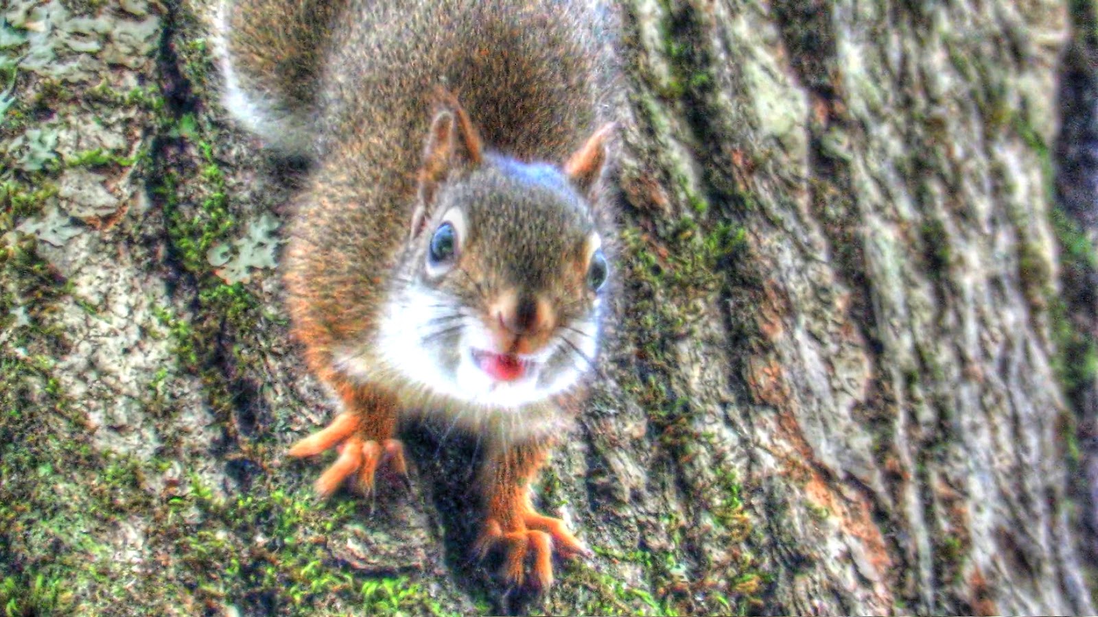 Backyard Birding....and Nature: Barking Squirrel - The World's Angriest ...