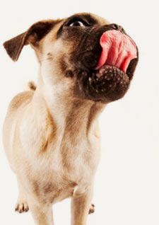 cachorro cachorro