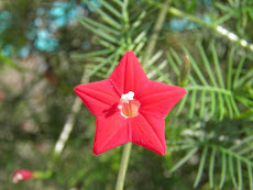 <strong>田舎暮らし格安物件</strong>に咲くルコウソウの花