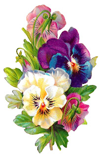 digital purple pansy clipart pansy flower wildflower digital clipart botanical art illustration image