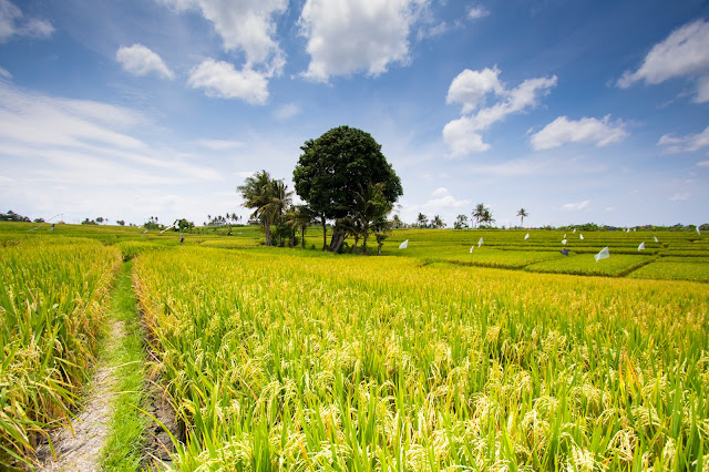 Risaie-Rice fields-Bali