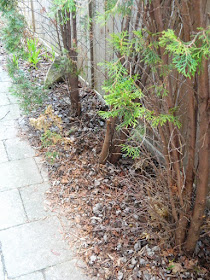 Roncesvalles Toronto spring garden cleanup before by Paul Jung Gardening Services Inc