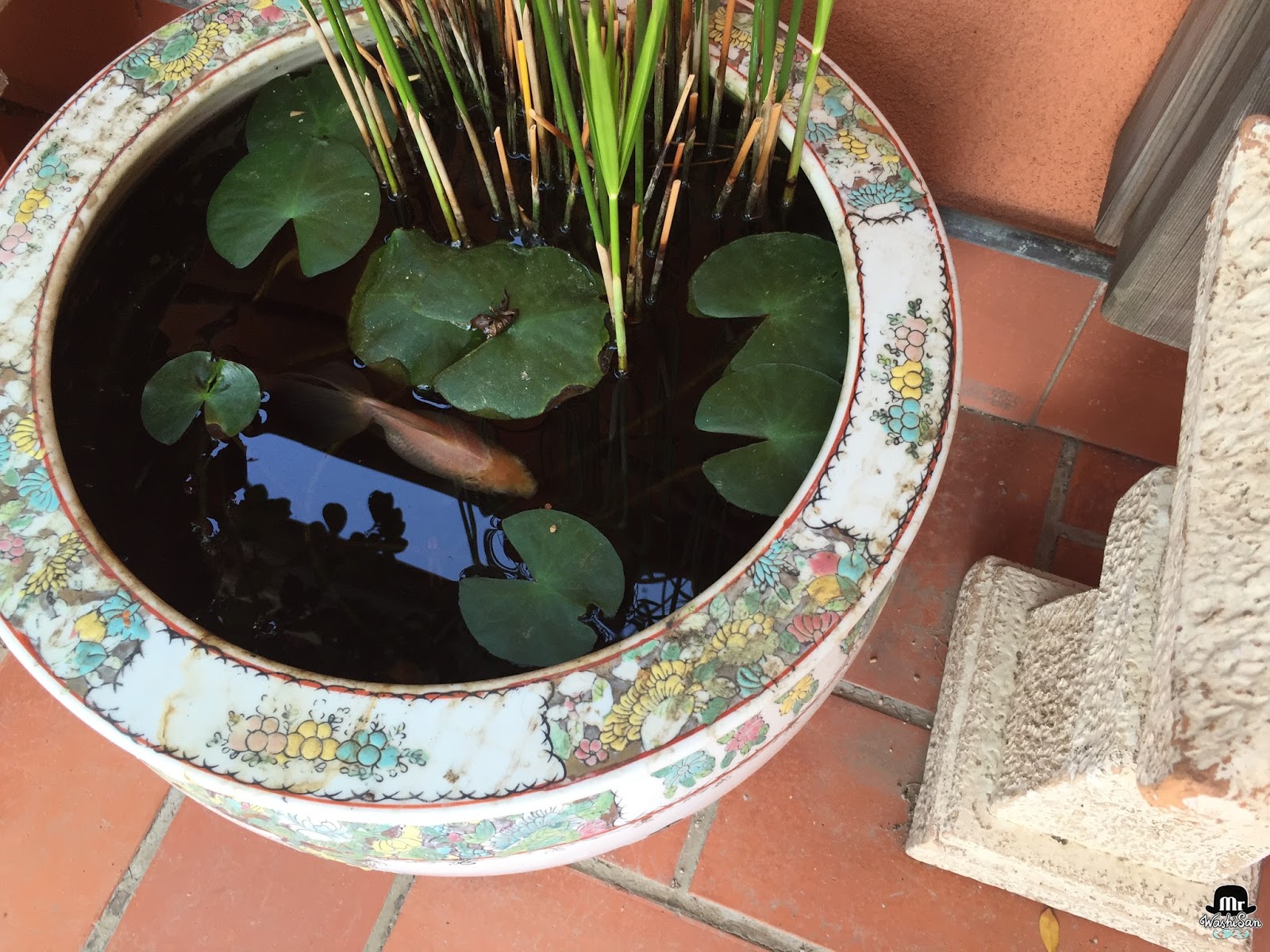 roto tos demostración Mr WashiSan: Mini estanque para terraza o balcón, con peces y nenúfares