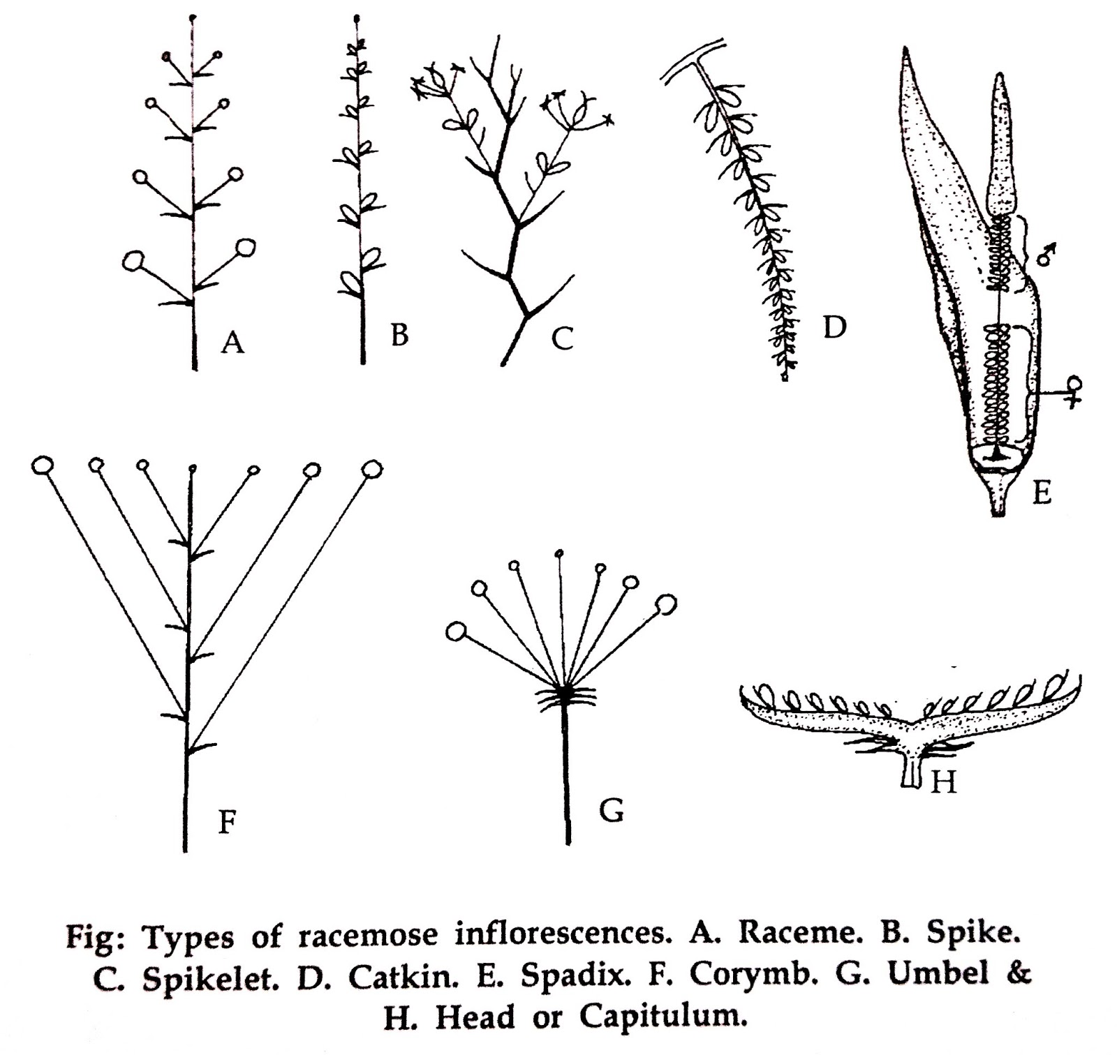 Inflorescence Types inflorescence-types
