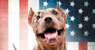 Dog Evals: Book Review: A Dog Like Daisy (shelter, PTSD, service dog)