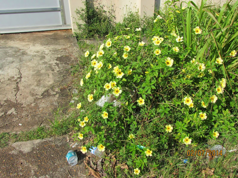 VIAS PUBLICAS EM MACAPÁ