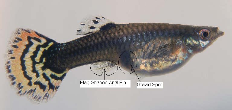 What are the characteristics of a female fancy guppy?