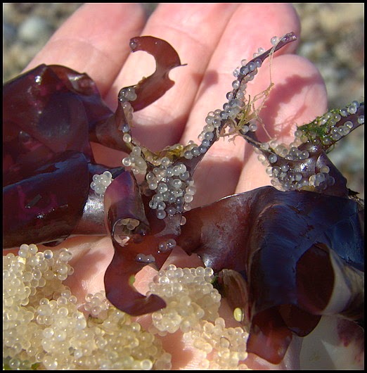 Texada Trekkers April 2014