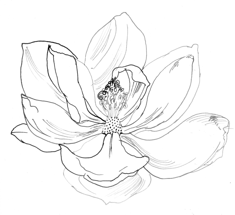 magnolia flower coloring pages - photo #19