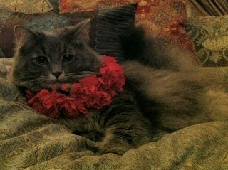 Ceclia Cat with a Collar of Carnations - Stein Your Florist Co. Ceclia Cat with a Collar of Carnations - Stein Your Florist Co.