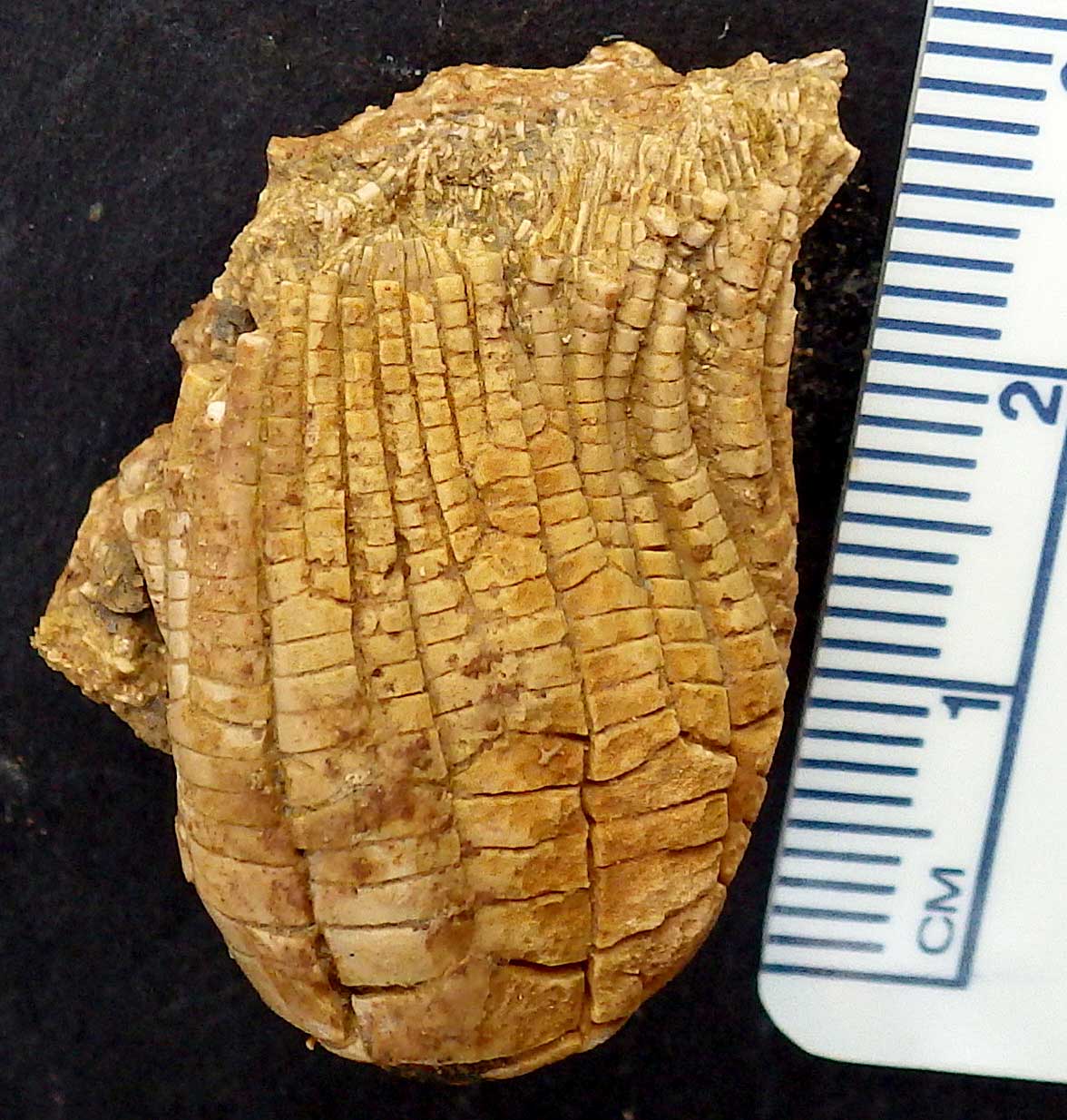 Louisville Fossils and Beyond Zeacrinites Crinoid Calyx