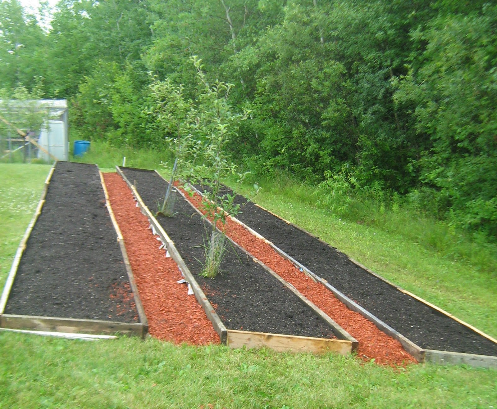 The Musical Gardener The Newest Iris Bed