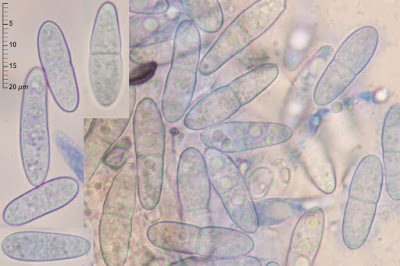 Bionectria ralfsii