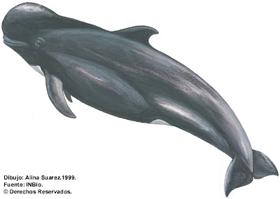 ballena piloto de aleta corta Globicephala macrorhynchus