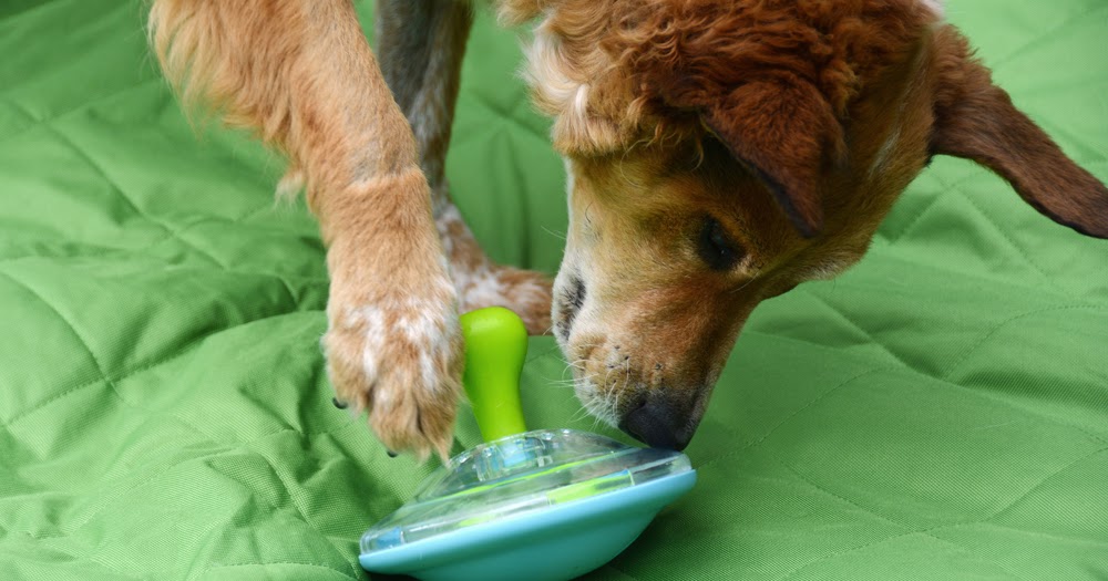 toys r us dog puzzle