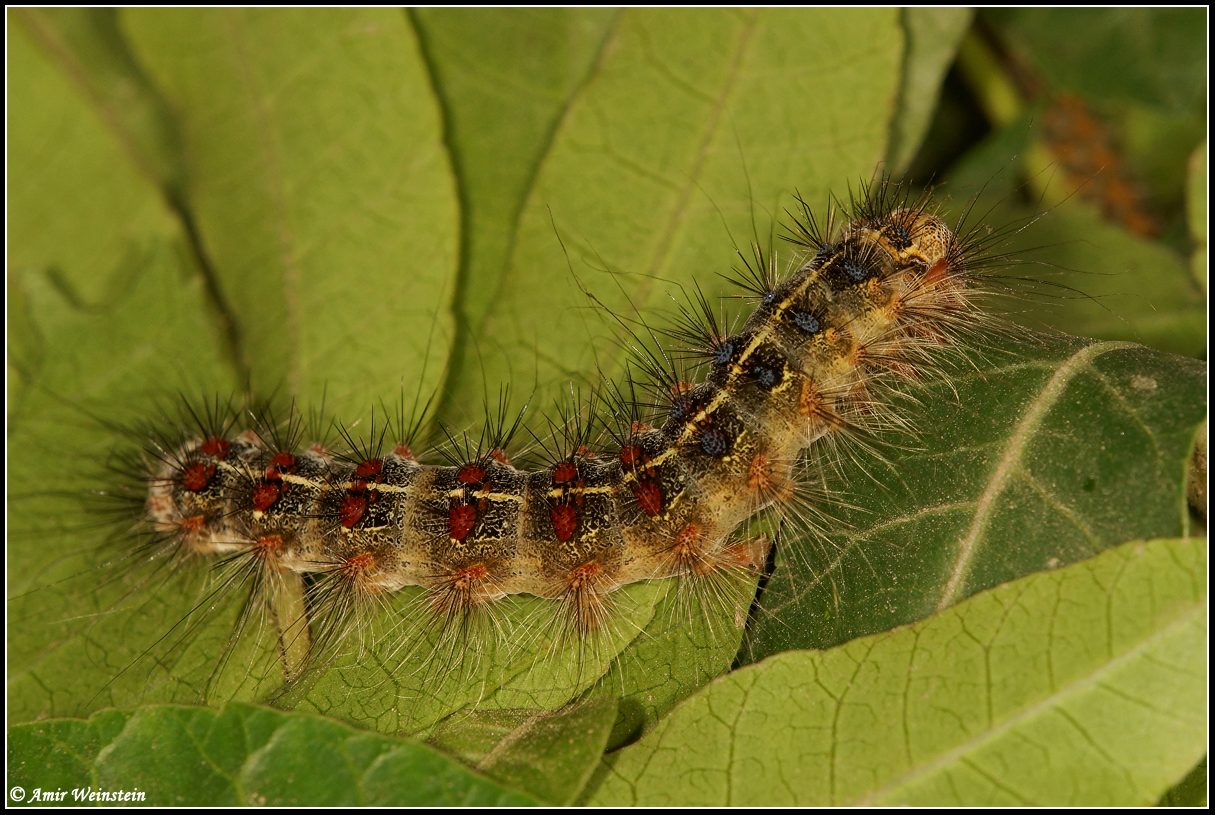 Lymantria dispar
