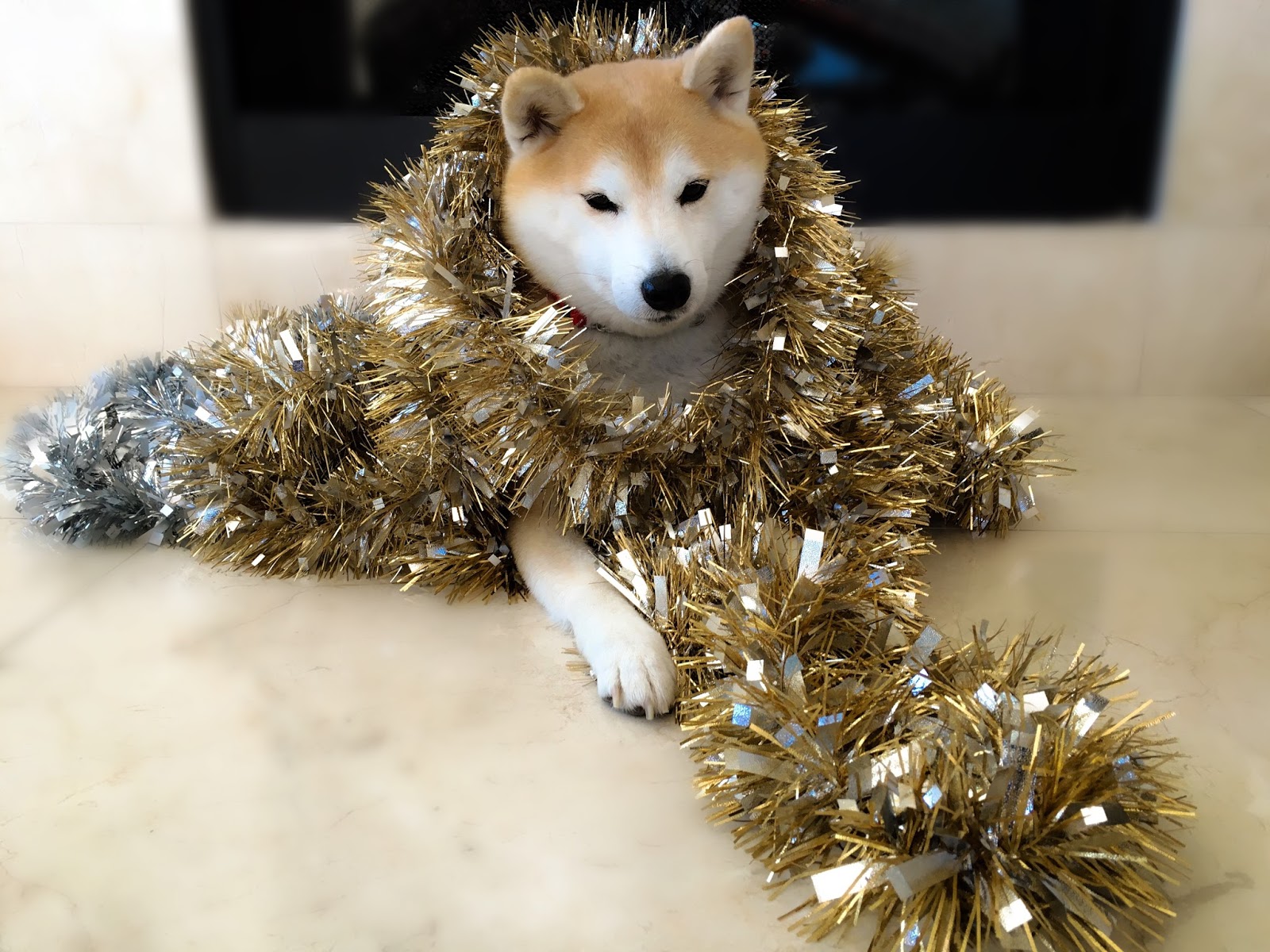 Image Result For Shiba Inu Puppies Image Result For Shiba Inu Puppies