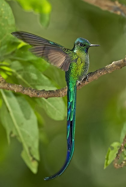 The most beautiful Hummingbird or a fairy bird?!