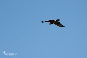 Culebrera europea - Short-toed eagle - Circaetus gallicus La silueta de esta rapaz se caracteriza por una envergadura de acorde al tamaño del ala y un plumaje blanco con filas de motas y con las plumas de la cabeza de color oscuro, formando un capuchón hasta el pecho más propio de los adultos y que se puede observar con facilidad.