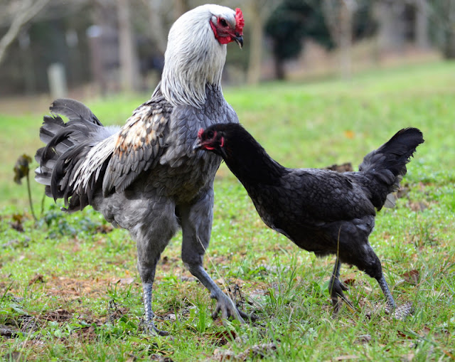 Jenis Ayam Laga Termahal Di Dunia - Liege Fighter