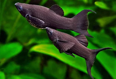 Ikan Black Molly - Cara Budidaya Ikan
