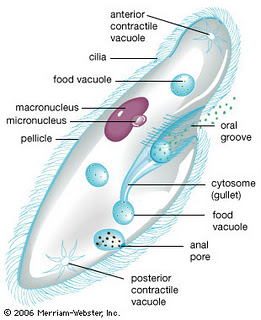 Berdasarkan cara memperoleh makanan dan cara hidupnya, protista dikelompokkan menjadi 3 kelompok uta