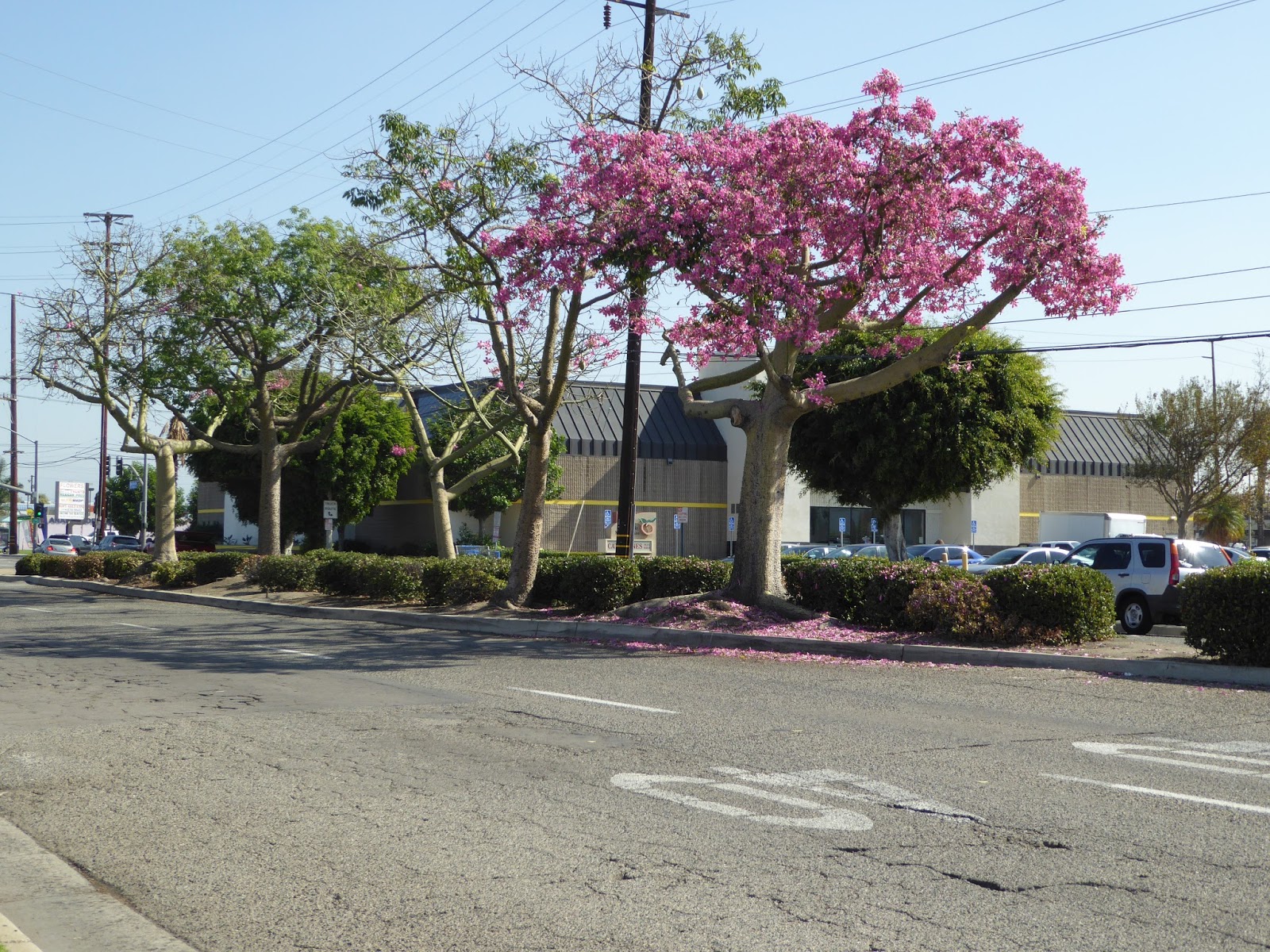 アメリカにずっと住む つもり 案外 南カリフォルニアの秋を象徴する木 フロス シルク ツリー 日本語名トックリキワタ