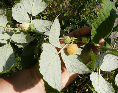 Gelbe Herbsthimbeeren Gelbe Herbsthimbeeren