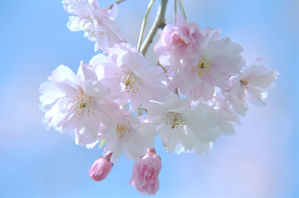 Foto-Foto Bunga Sakura 2014