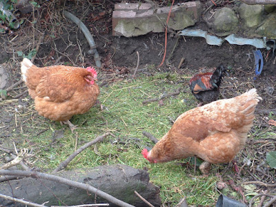Photo of three chickens pecking a pile of grass clippings