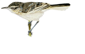 Pitcrain reed warbler