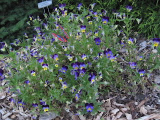 Purple-and-yellow pansies, with butterfly yard decoration.
