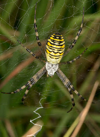 Wasp Spider, Argiope bruennichi.  Ashdown Forest, 17 August 2012.