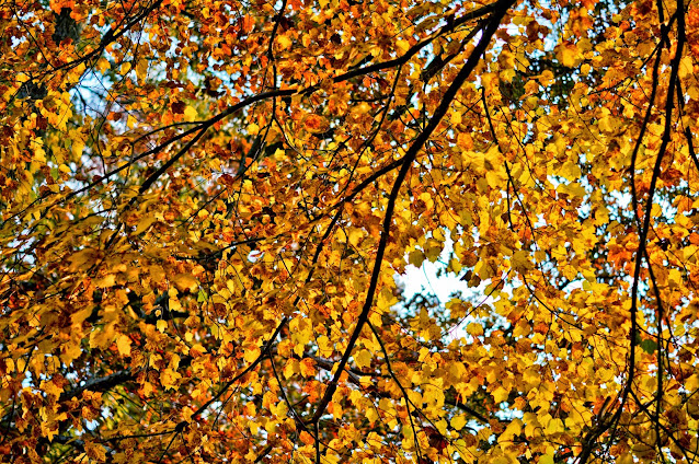 fall yellow leaves photo by mbgphoto