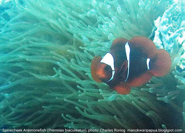 Snorkeling photo from Manokwari Clown fish: Spinecheek Anemonefish (Premnas biaculeatus)